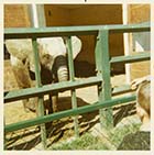 Dreamland Zoo Elephant 1971 | Margate History